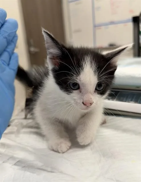 A baby small-sized male Domestic Short Hair cat named Rowan for adoption in Baytown, TX