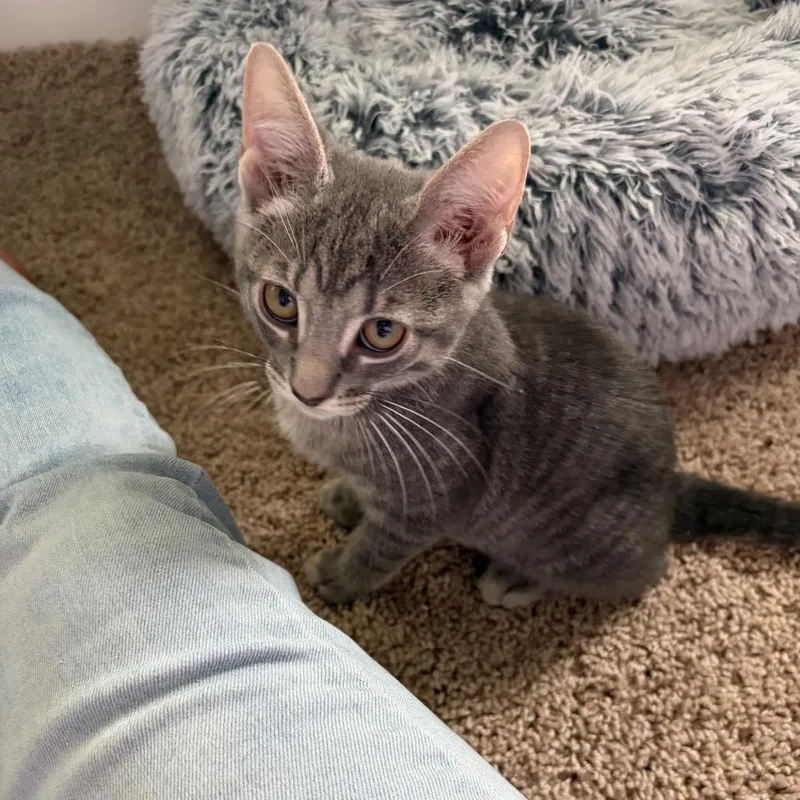 A baby small-sized male Gray / Blue / Silver Domestic Short Hair cat named Hopper for adoption in Jarrettsville, MD