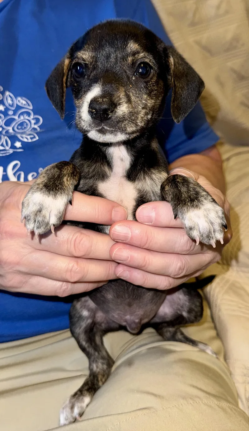 A baby small-sized male Terrier dog named Velcro for adoption in Maiden, NC