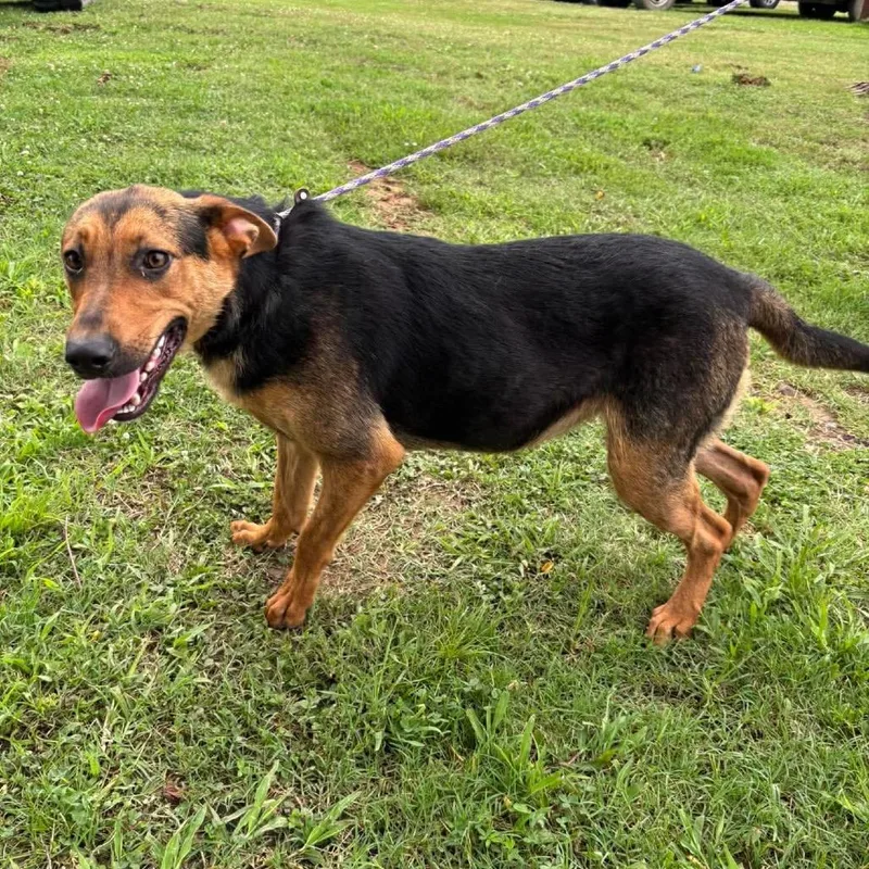 A young large-sized female Black German Shepherd Dog dog named Roxy for adoption in Hackett, AR