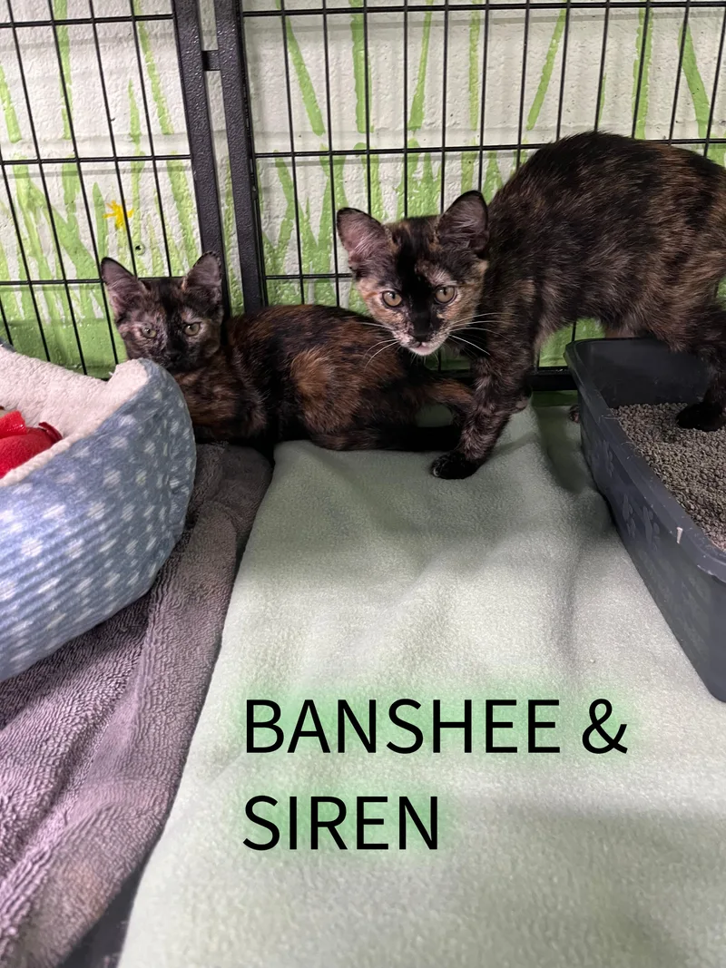 A young small-sized female Tortoiseshell cat named Banshee and Siren for adoption in Pompton Plains, NJ