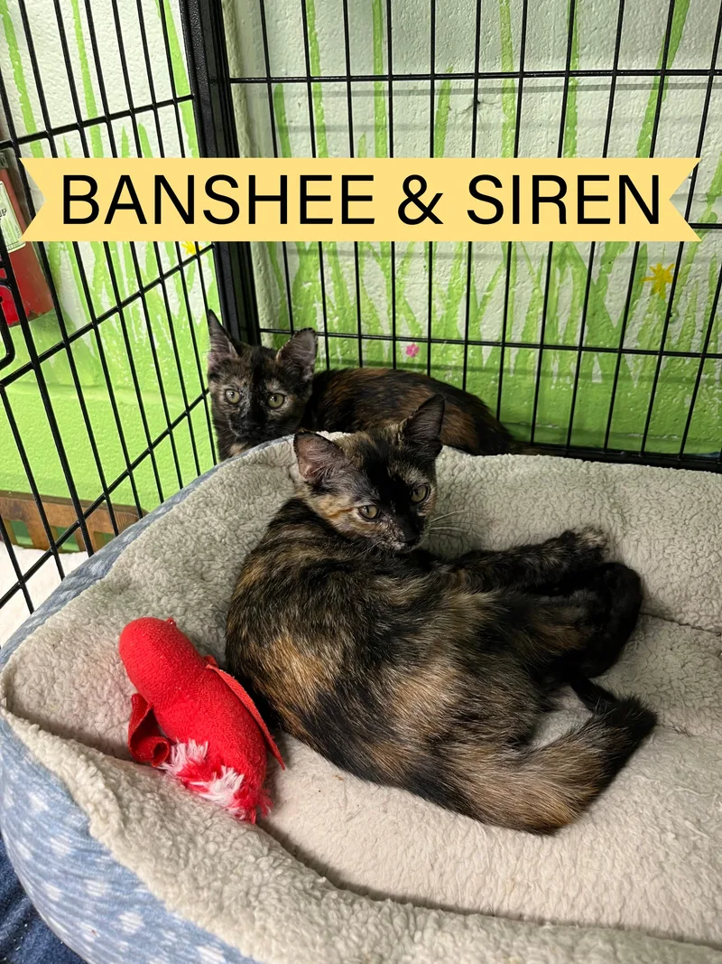 Banshee and Siren thumbnail 2