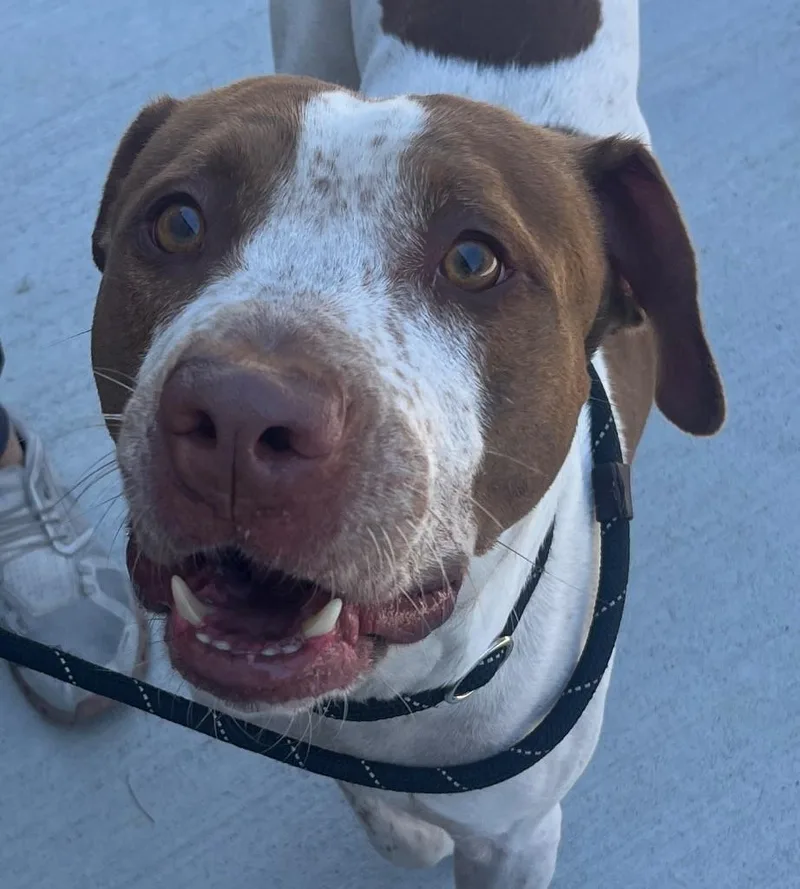 Elroy Gorgeous Freckled Face thumbnail 2