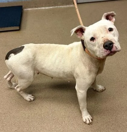 An adult medium-sized female Mixed Breed dog named Geewillikers for adoption in Chamblee, GA