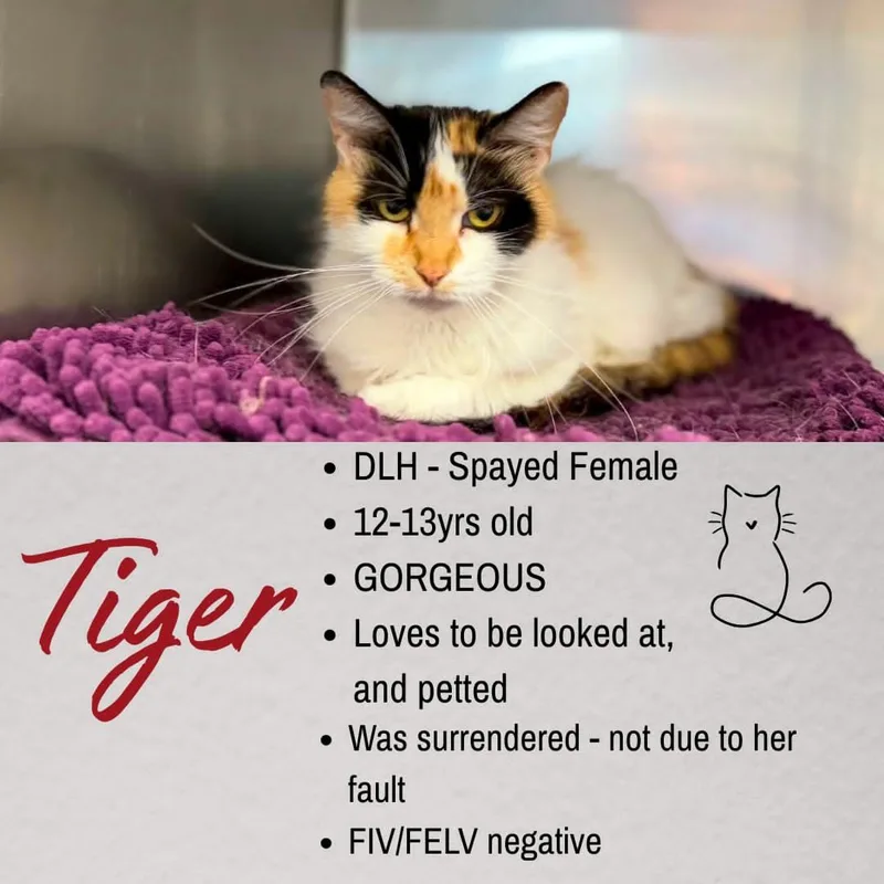 Tiger