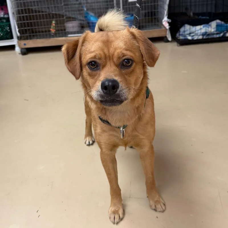 An adult small-sized male Yellow / Tan / Blond / Fawn Pug dog named Bjorn Chino Hills for adoption in Chino Hills, CA