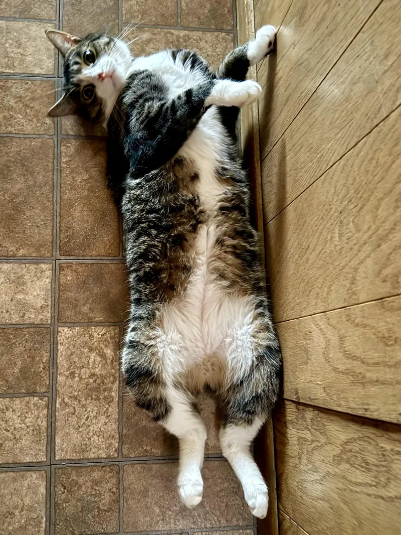 A young large-sized male Tabby (Brown / Chocolate) Domestic Short Hair cat named Binks for adoption in Andover, CT