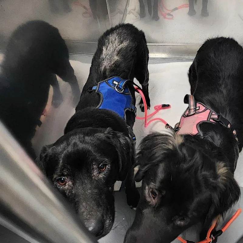 An adult large-sized male Black Mixed Breed dog named Mullet Review for adoption in Davenport, IA