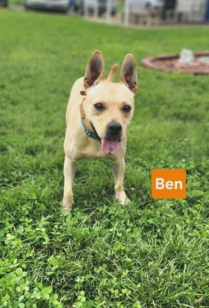 An adult medium-sized male Terrier dog named Ben for adoption in Clinton, MO