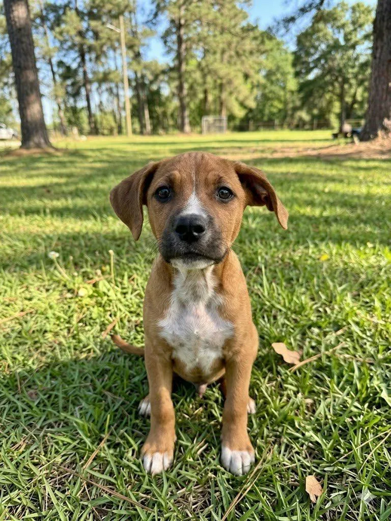A baby small-sized male Black Mouth Cur dog named Sampson for adoption in Center, TX