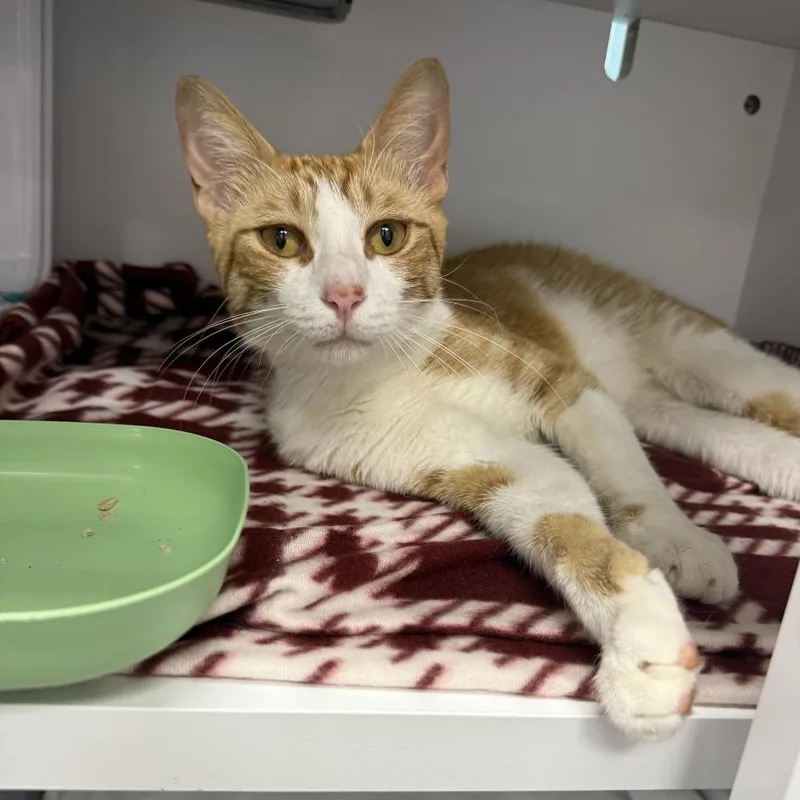 An adult medium-sized male Orange / Red Domestic Short Hair cat named Bernie for adoption in Jupiter, FL