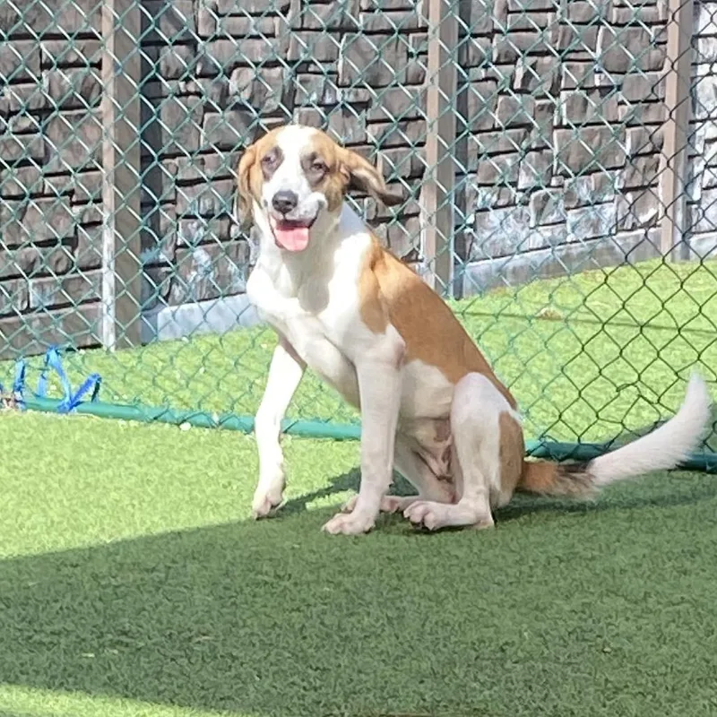 A young medium-sized female Mixed Breed dog named Maribell for adoption in LOXAHATCHEE, FL