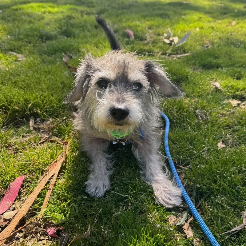 A senior small-sized male Gray / Blue / Silver Terrier dog named Johnny for adoption in San Francisco, CA