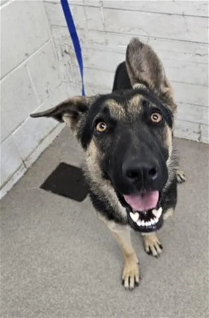 A young medium-sized female German Shepherd Dog dog named Frida for adoption in San Bernardino, CA