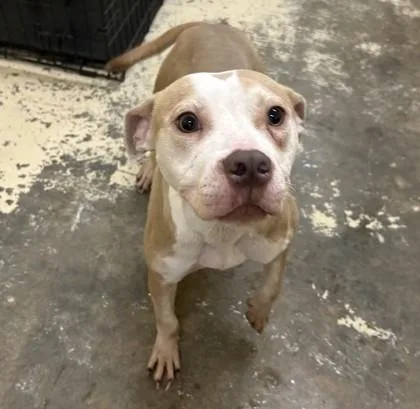 An adult medium-sized female Pit Bull Terrier dog named Maribel for adoption in West Memphis, AR