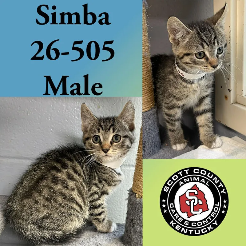 A young small-sized male Domestic Short Hair cat named Simba for adoption in Georgetown, KY