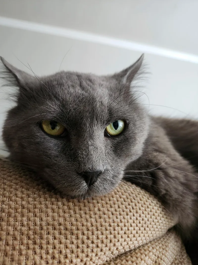 An adult medium-sized male Domestic Medium Hair cat named Bear for adoption in Columbia, SC