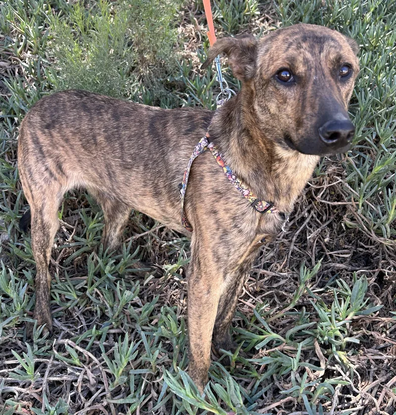 A young medium-sized male Brindle Plott Hound dog named Bruno for adoption in Bell Gardens, CA