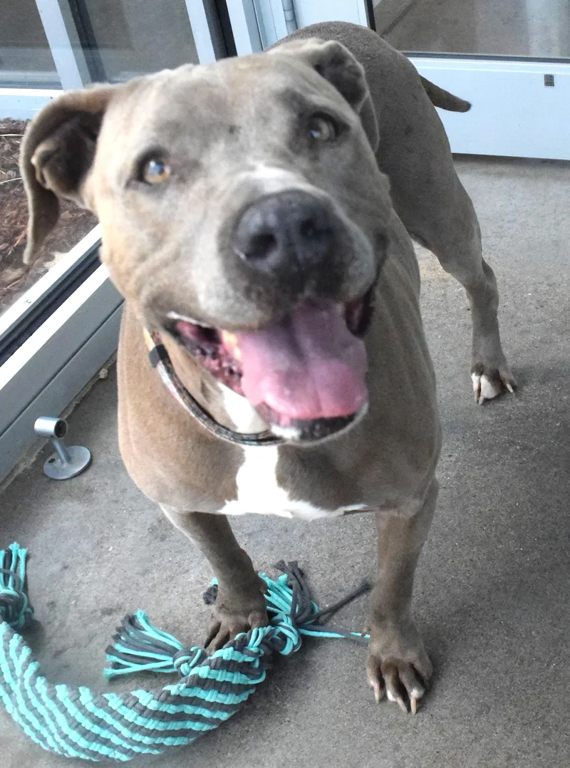 An adult medium-sized female Gray / Blue / Silver Pit Bull Terrier dog named #22113 for adoption in Broken Arrow, OK