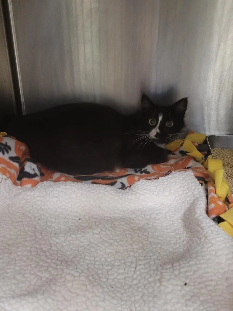 A young small-sized female Domestic Long Hair cat named Feather Duster for adoption in Angola, IN