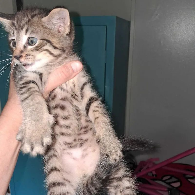 A baby small-sized male Domestic Short Hair cat named Spock for adoption in Fayetteville, AR