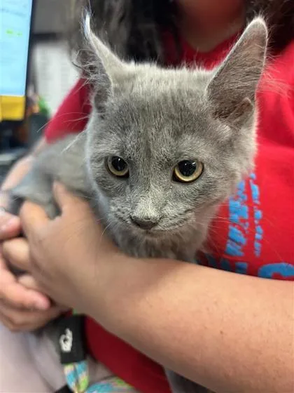 A baby small-sized female Domestic Short Hair cat named Plumber for adoption in West Chester, PA