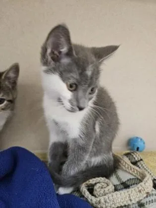 A baby small-sized female Domestic Short Hair cat named Peppa for adoption in Bellevue, WA