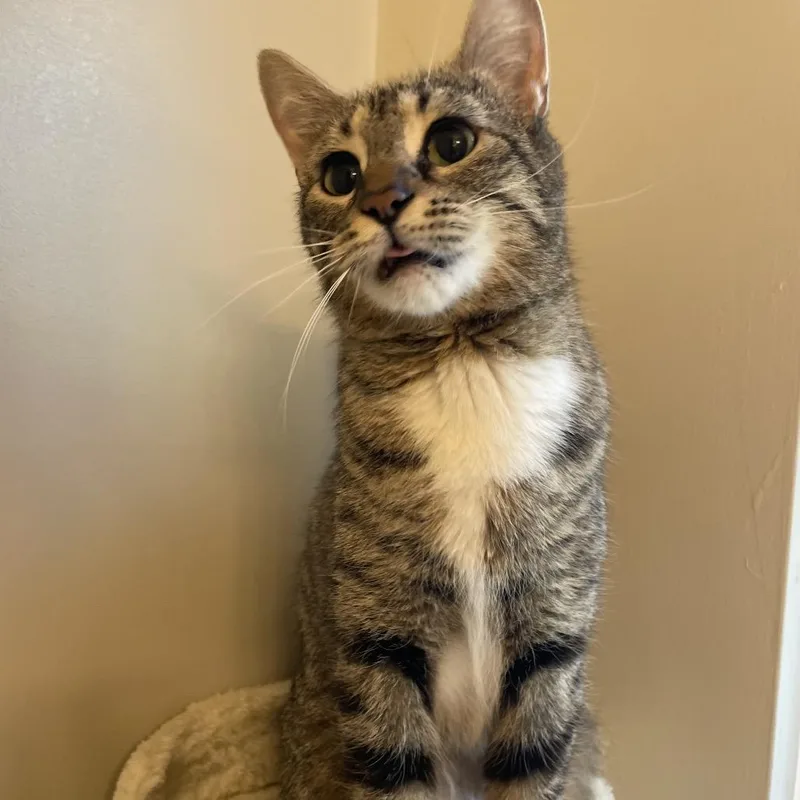 An adult medium-sized female Brown / Chocolate Domestic Short Hair cat named Valentina for adoption in Chesapeake, VA