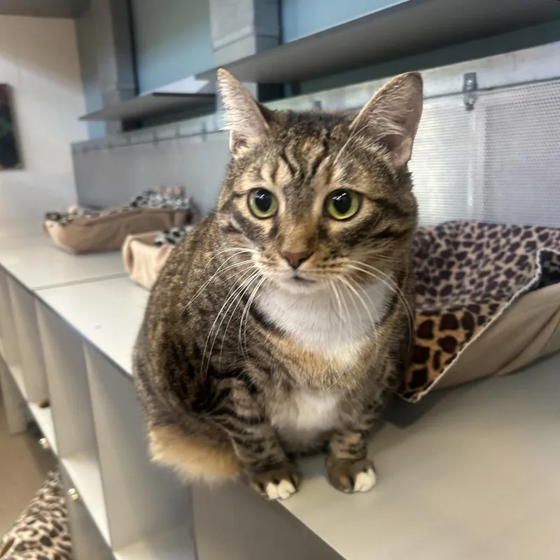 A senior extra large-sized female Torbie Domestic Short Hair cat named Mermaid for adoption in Sarasota, FL