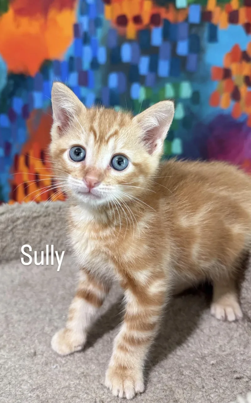 A baby medium-sized male Domestic Short Hair cat named Sully for adoption in Asbury Park, NJ