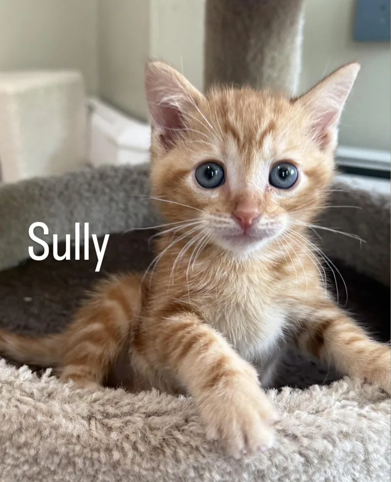 Sully thumbnail 3