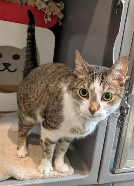 An adult medium-sized female Domestic Short Hair cat named Lucy for adoption in Leesburg, VA