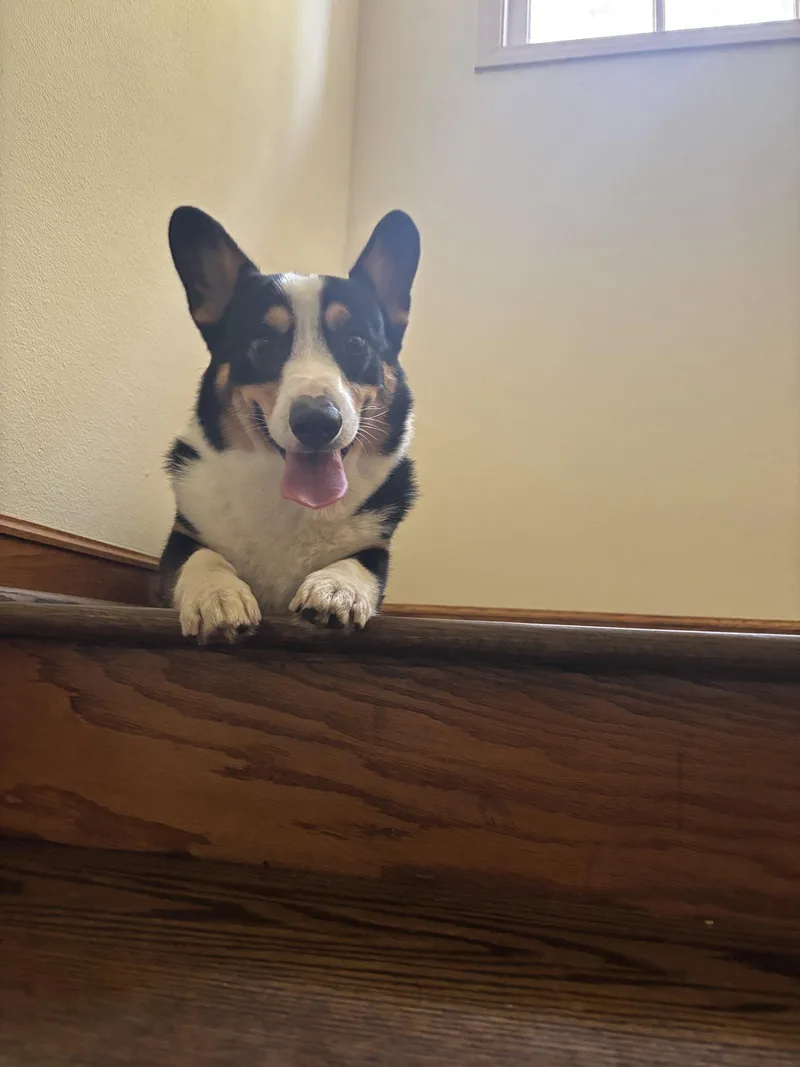 An adult medium-sized male Corgi dog named Farmer for adoption in Capistrano Beach, CA