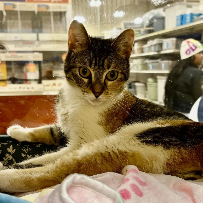 An adult medium-sized female Calico American Shorthair cat named Cinnamon for adoption in Oceanside, NY