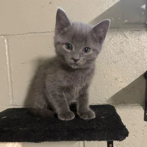 A baby medium-sized male Gray / Blue / Silver Domestic Short Hair cat named Aviv for adoption in Toms River, NJ