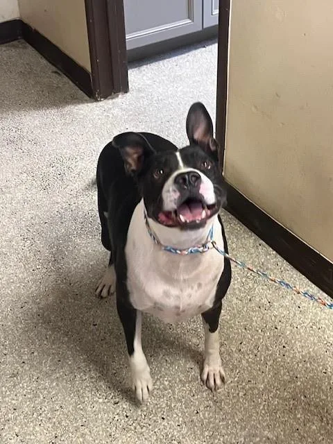 An adult small-sized male Staffordshire Bull Terrier dog named Ace for adoption in Lodi, CA