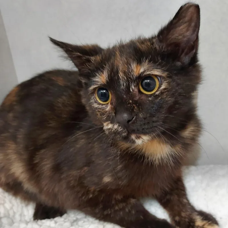 A baby medium-sized female Black Domestic Short Hair cat named Ghost for adoption in Dayton, OH