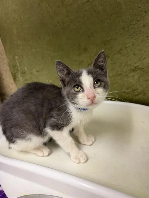 A baby small-sized male Domestic Short Hair cat named Bread for adoption in Riverside, CA