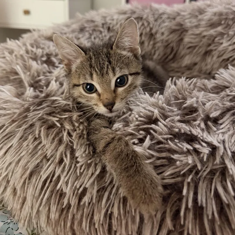 A baby small-sized male Brown / Chocolate Domestic Short Hair cat named Tyrannosaurus Rex for adoption in Port Richey, FL