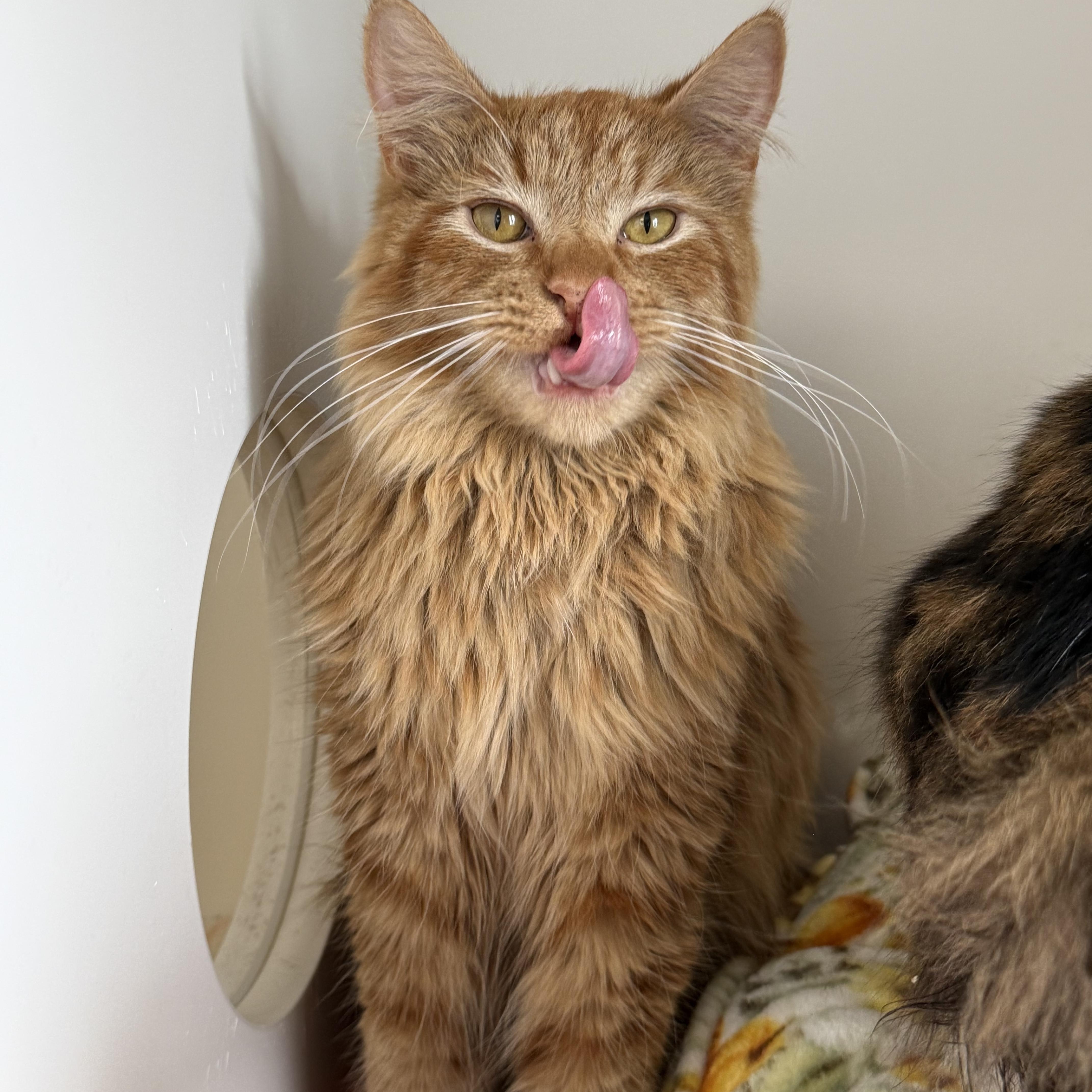 A young medium-sized male Tabby cat named Gouda for adoption in Newport Beach, CA