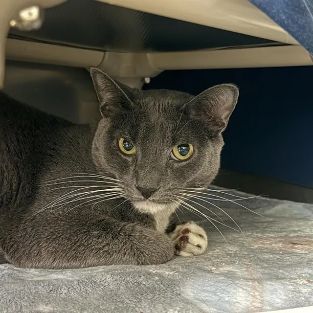 An adult medium-sized male Domestic Short Hair cat named Tux for adoption in Las Vegas, NV