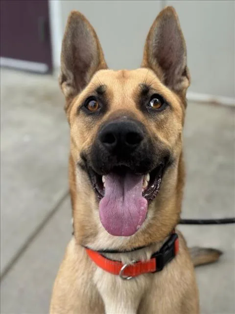 A young large-sized male German Shepherd Dog dog named Everest for adoption in Woodland, CA