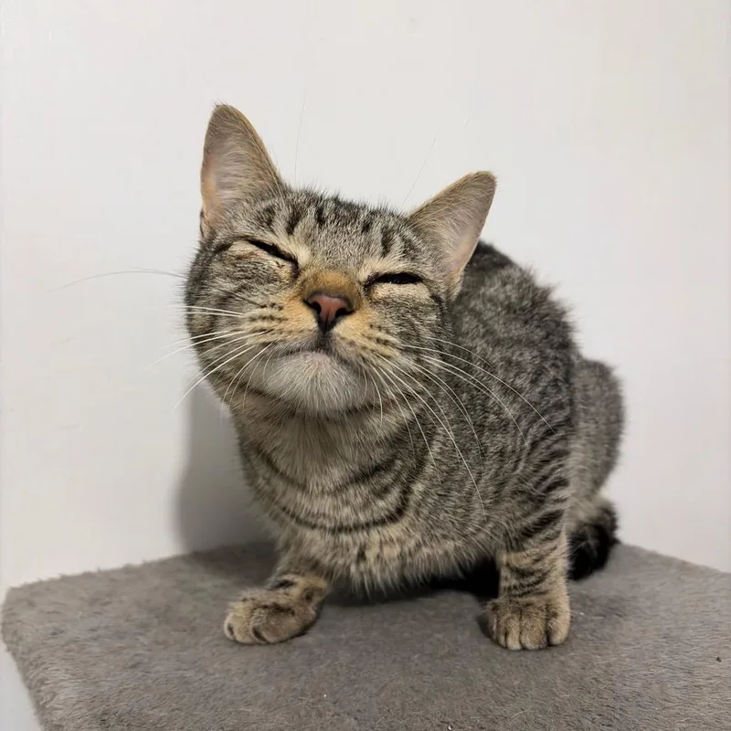 An adult medium-sized female Gray / Blue / Silver Domestic Short Hair cat named Giselle for adoption in Cleveland, MS