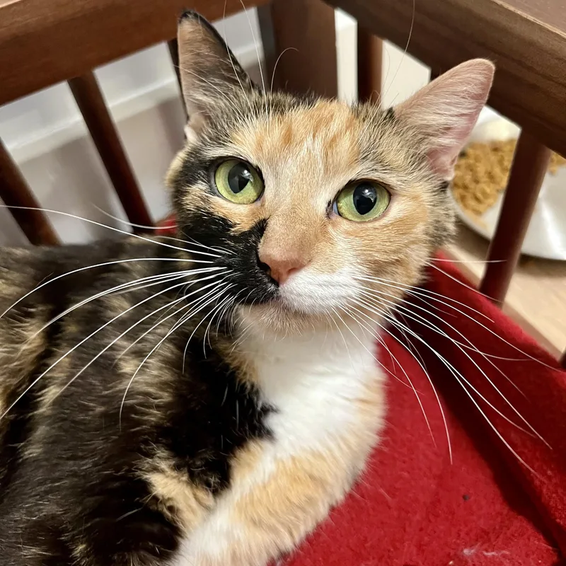 A young medium-sized female Calico Domestic Short Hair cat named Birdie for adoption in Richmond, VA