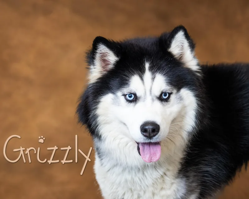 Grizzly