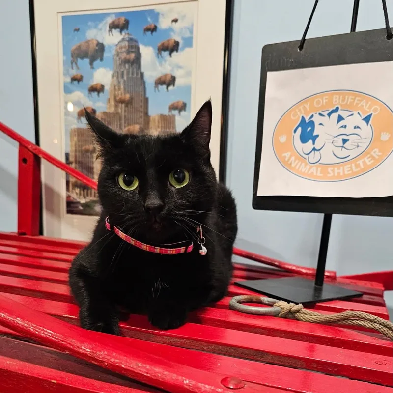 An adult medium-sized female Black Domestic Short Hair cat named Midnight for adoption in Buffalo, NY