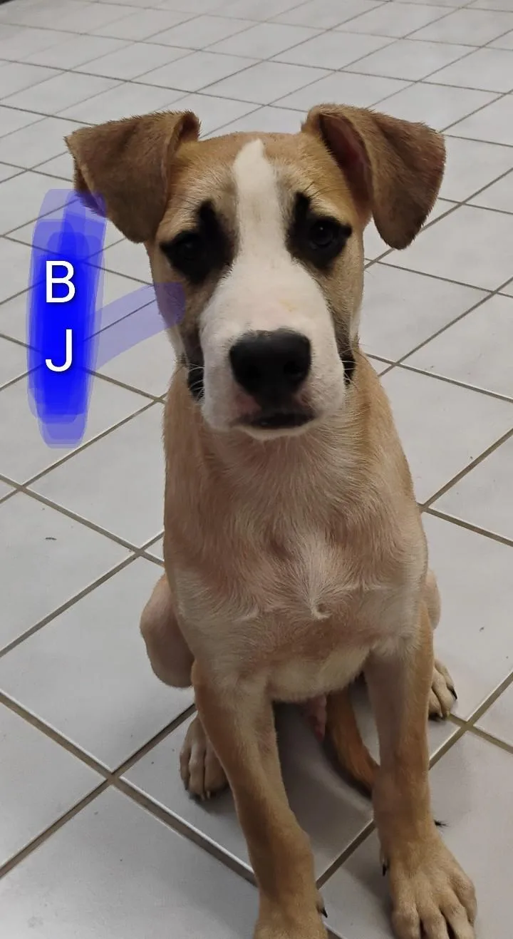 A baby large-sized male Boxer dog named Bj for adoption in Saint Jo, TX