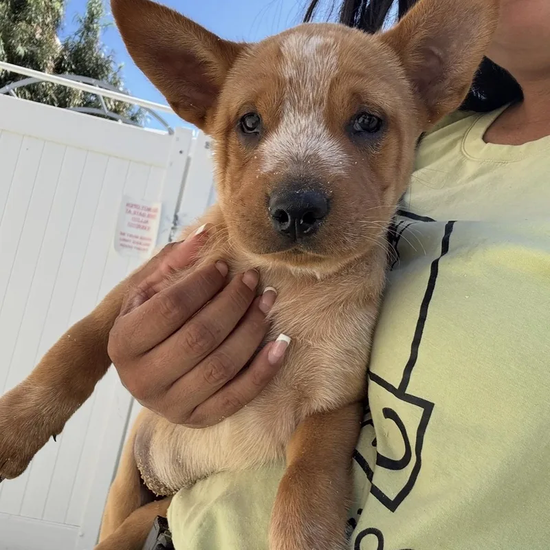 A baby medium-sized female Australian Shepherd dog named River for adoption in Rancho Santa Margarita, CA