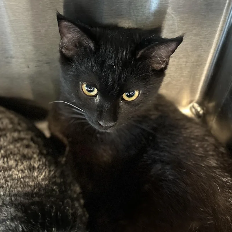 A baby small-sized female Black Domestic Short Hair cat named Raven for adoption in Washington Township, OH