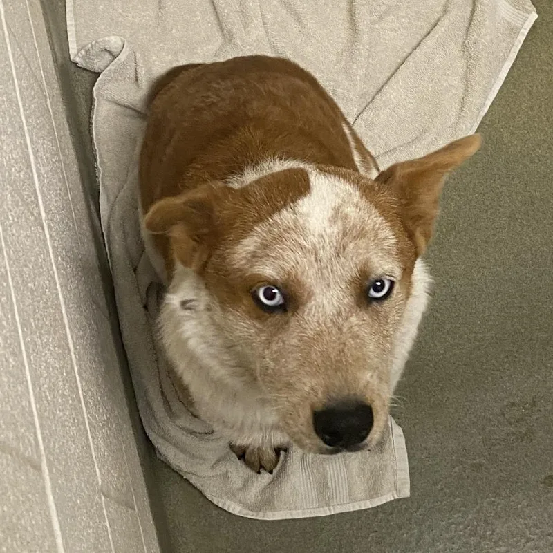 A young medium-sized female Red / Chestnut / Orange Cattle Dog dog named 72288 for adoption in Harrisonburg, VA